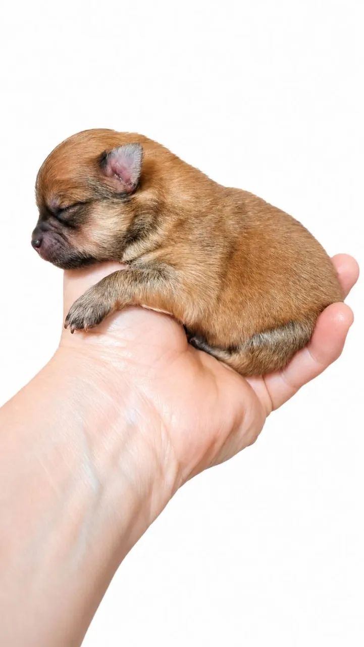 Macho de Lulu da Pomerânea  pra reserva - Foto 3