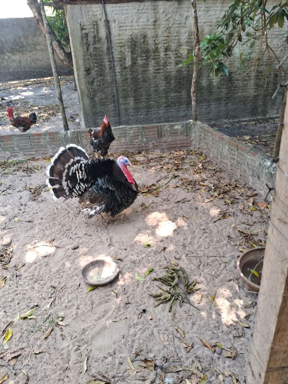 Peru 