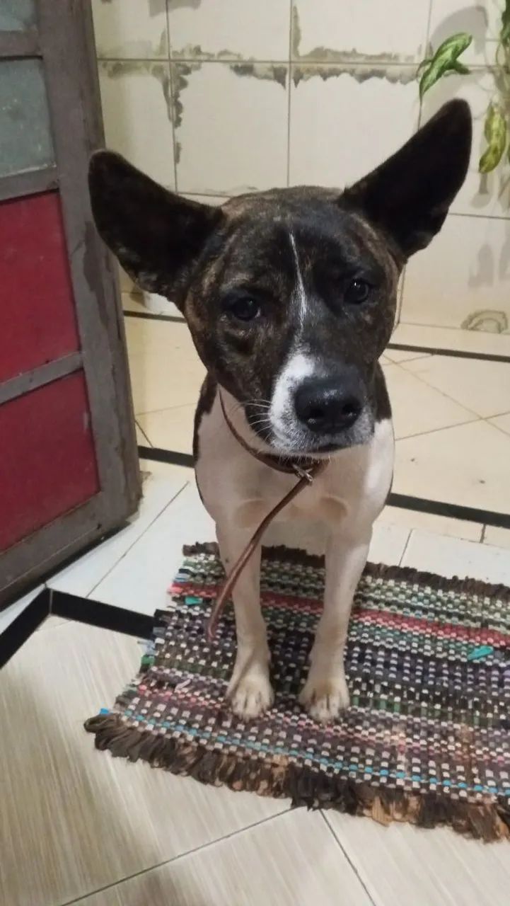Doação de pet - Foto 3