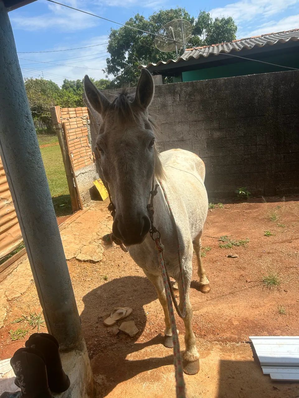 cavalo bom de sela  - Foto 2