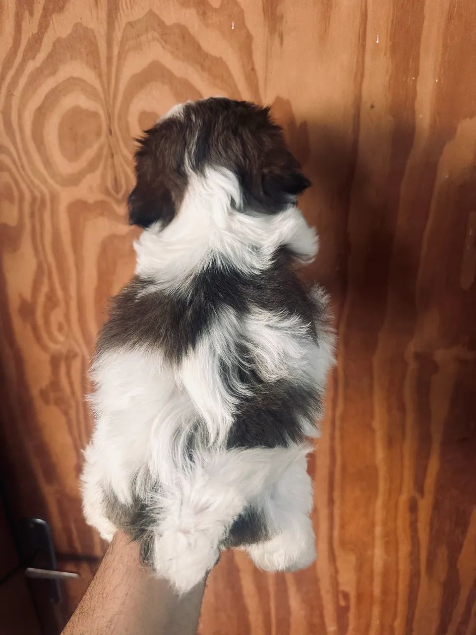 Cachorro  - Foto 2