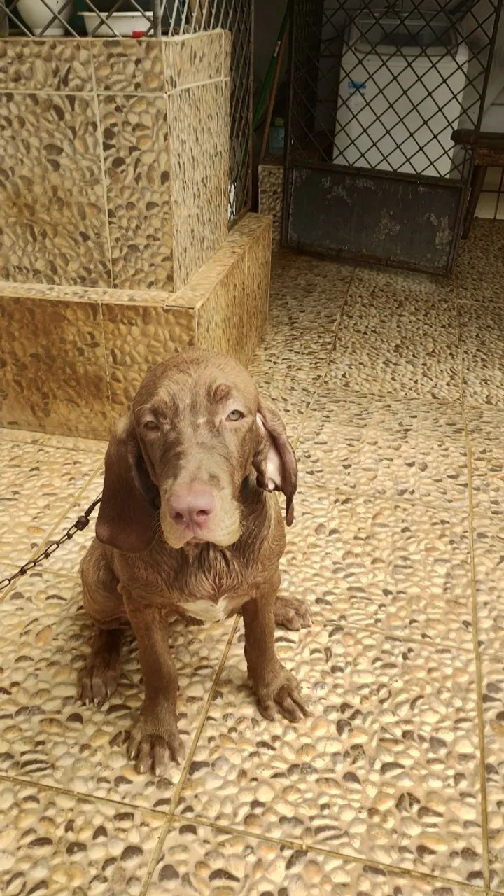 filhotes de cães - Foto 2