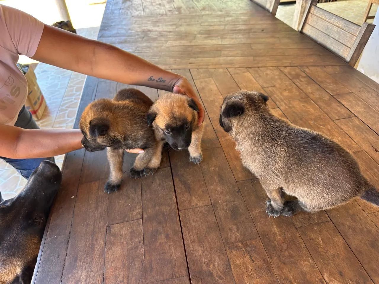 Pastor malinois - Foto 3