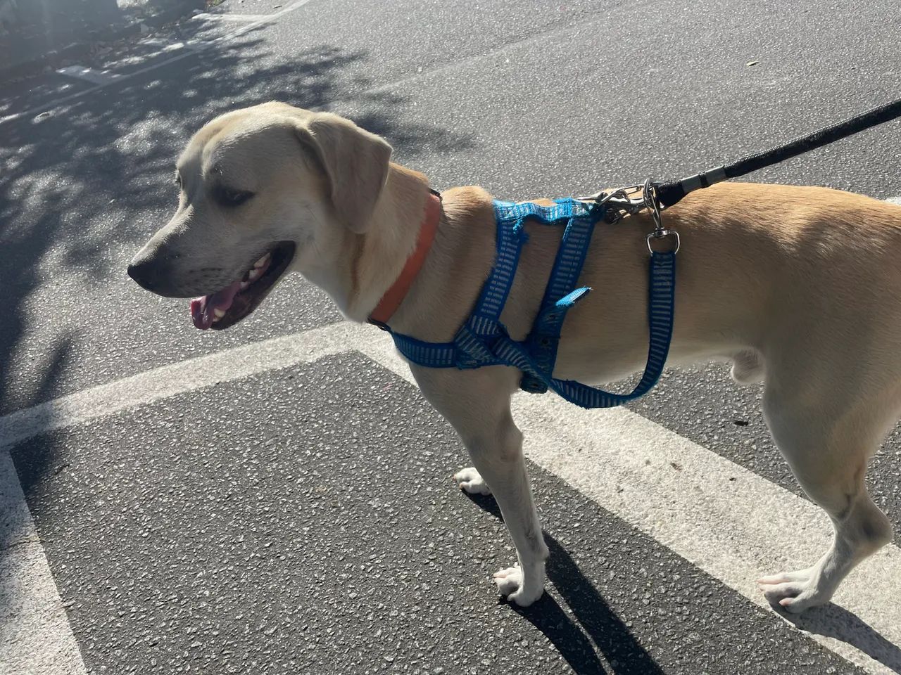 Adoção responsável - Cachorro Thor - Foto 3