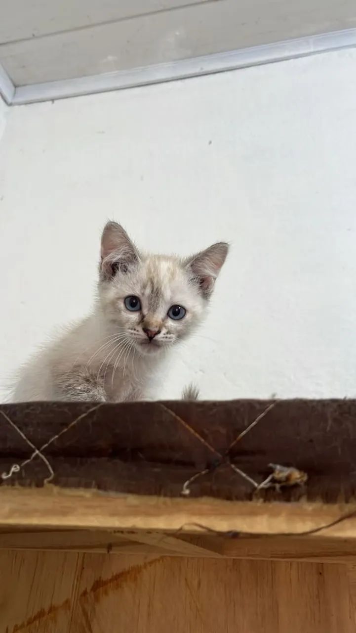 Gatinhas adoção  - Foto 2
