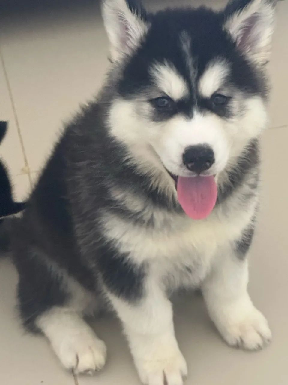 Husky  - Foto 2