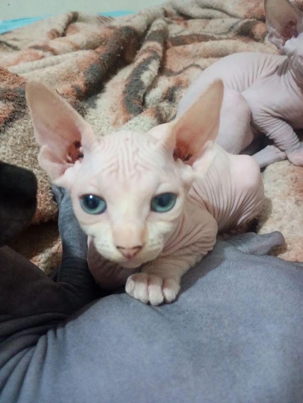 Gatos sphynx  - Foto 6