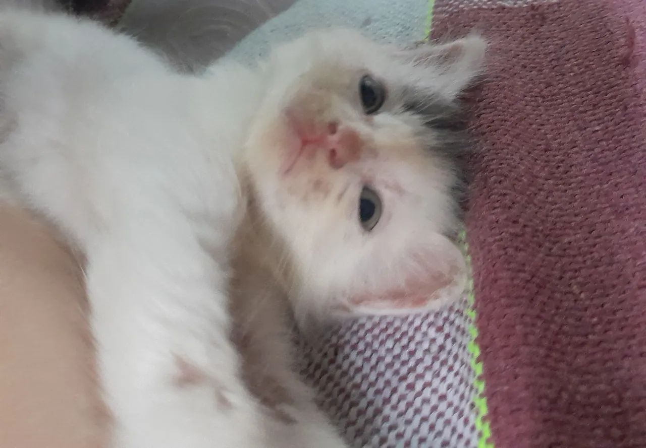 Gato macho filhote - Foto 2
