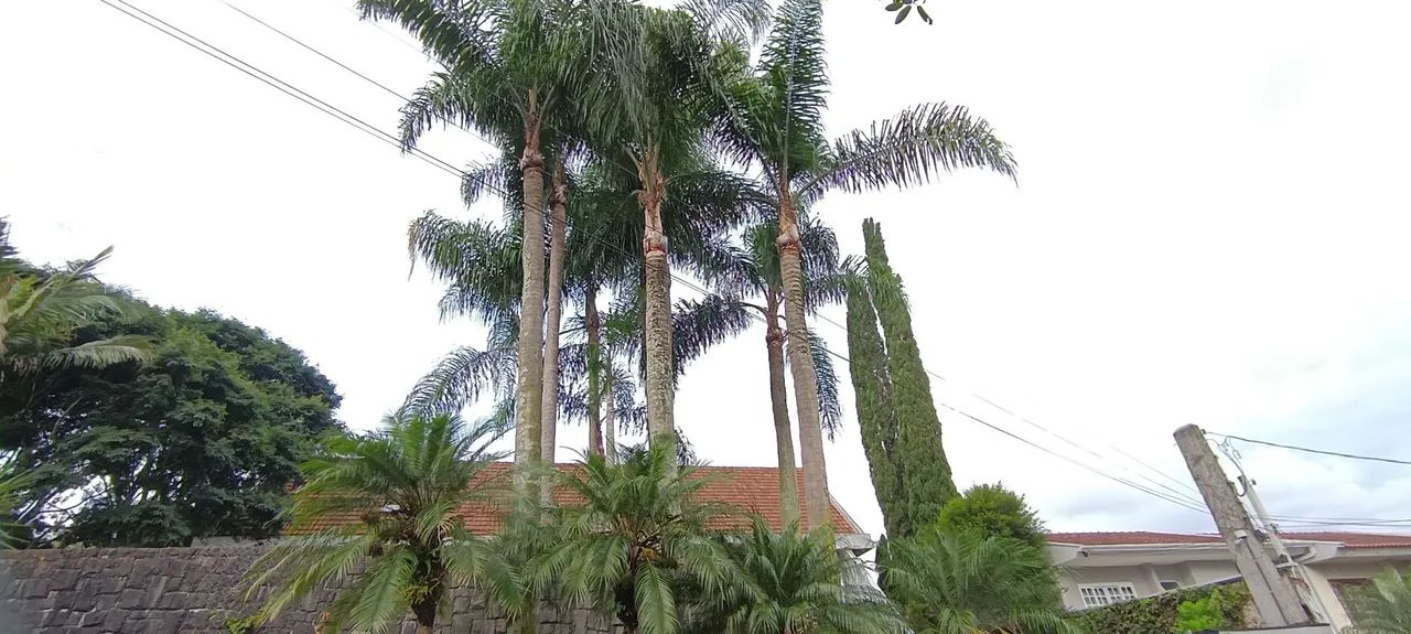 Corte e poda de árvores  - Foto 3