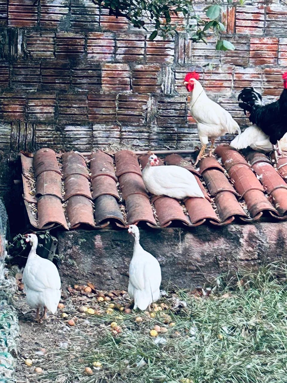 Vendo lote de animais.