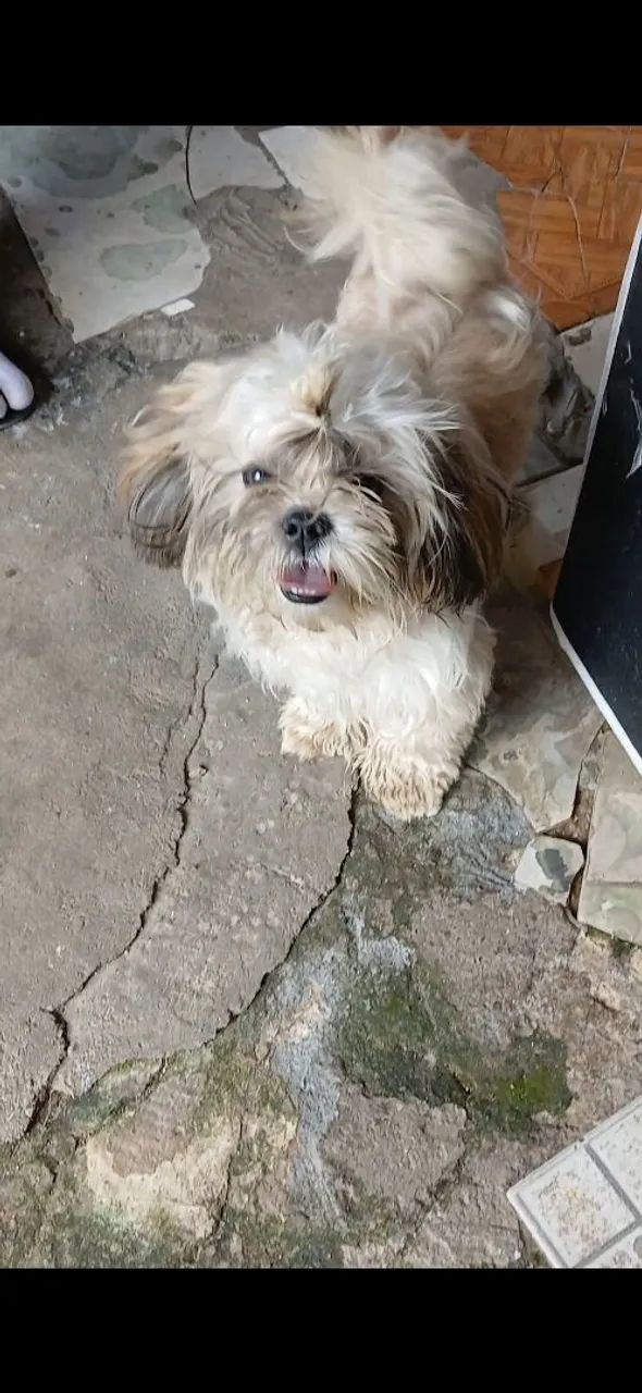 Shitzu macho
