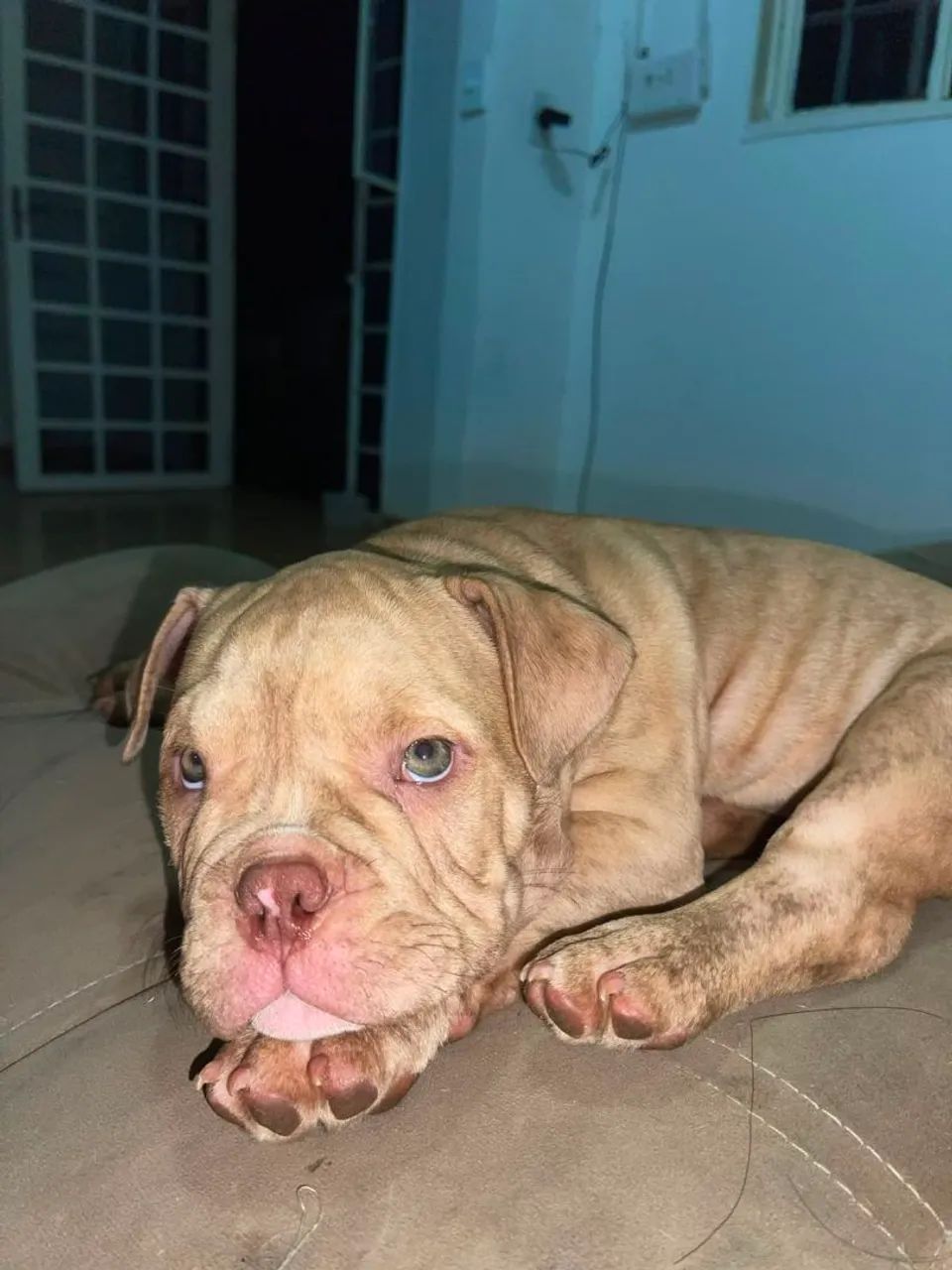 Filhotes de American Bully - Foto 5