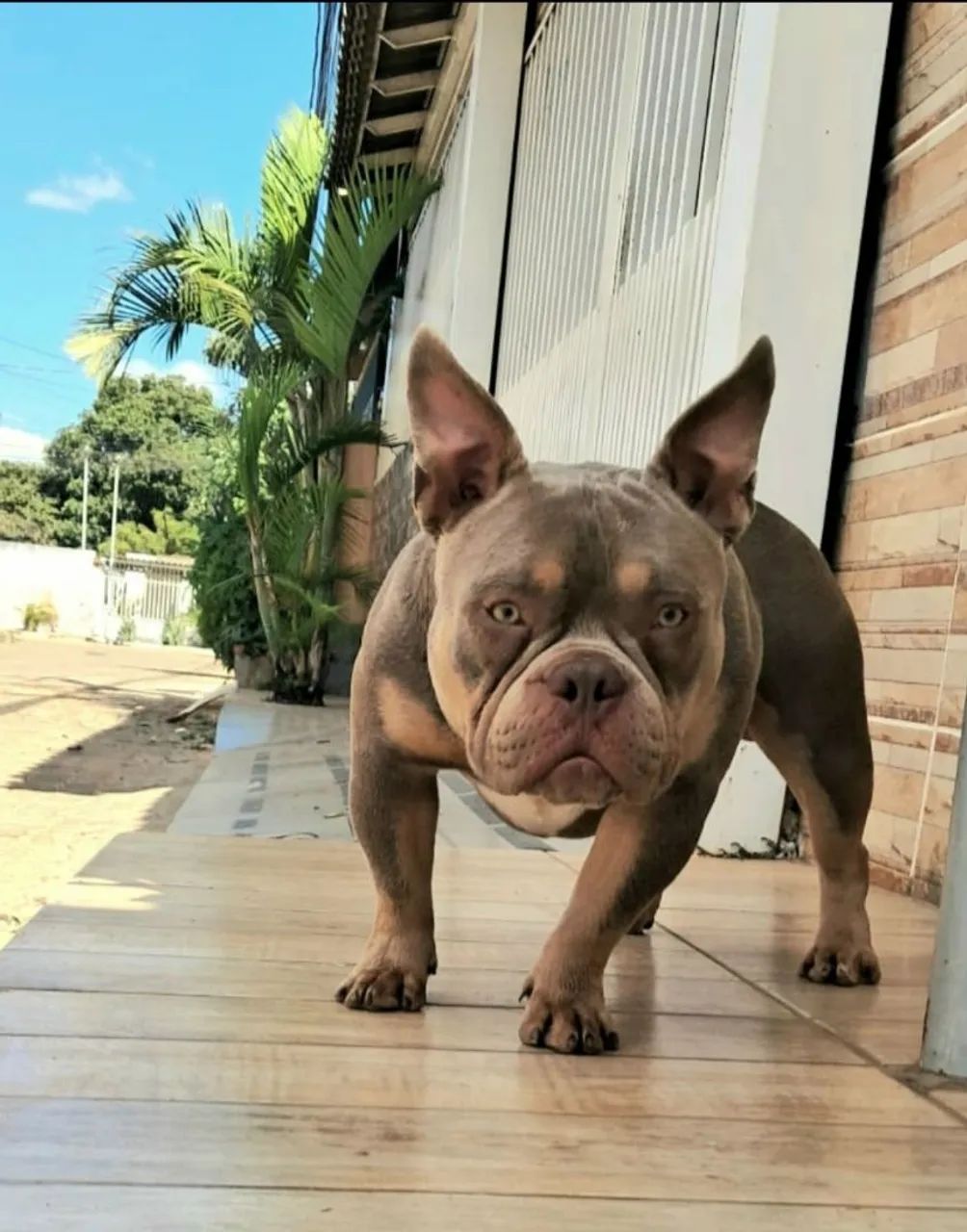 American Bully URGENTE  - Foto 5