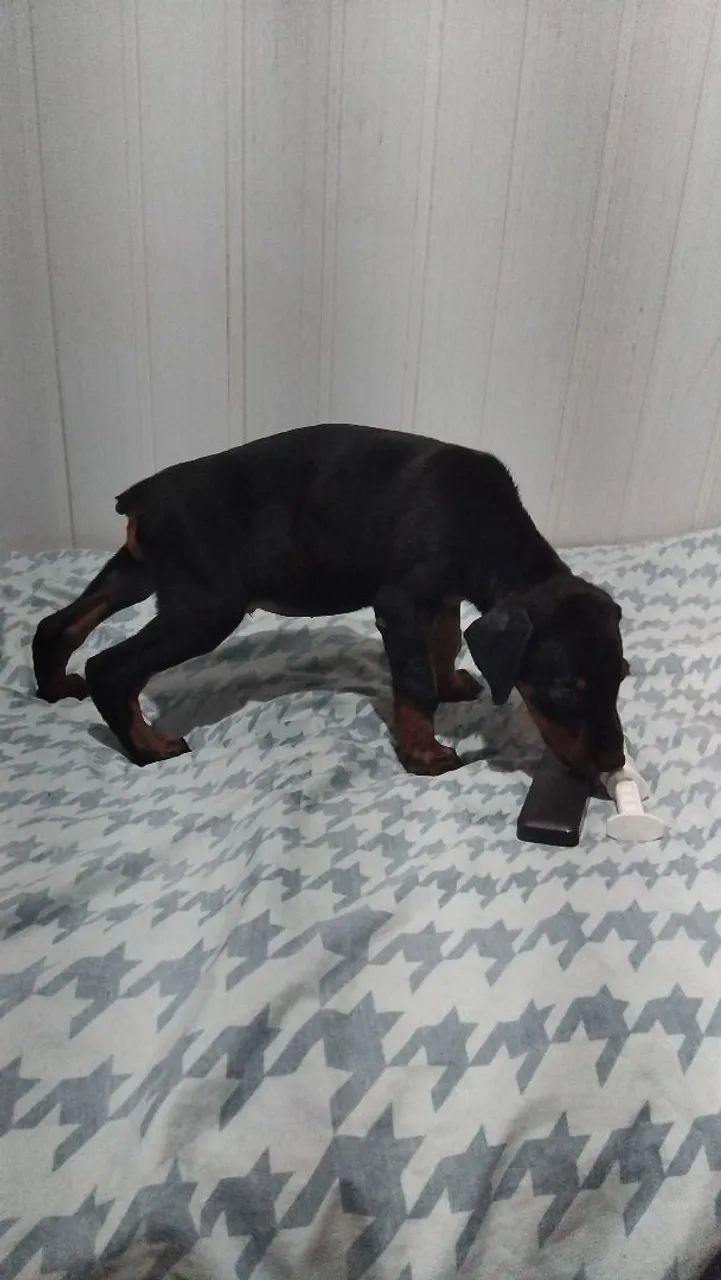 Dobermann  - Foto 3