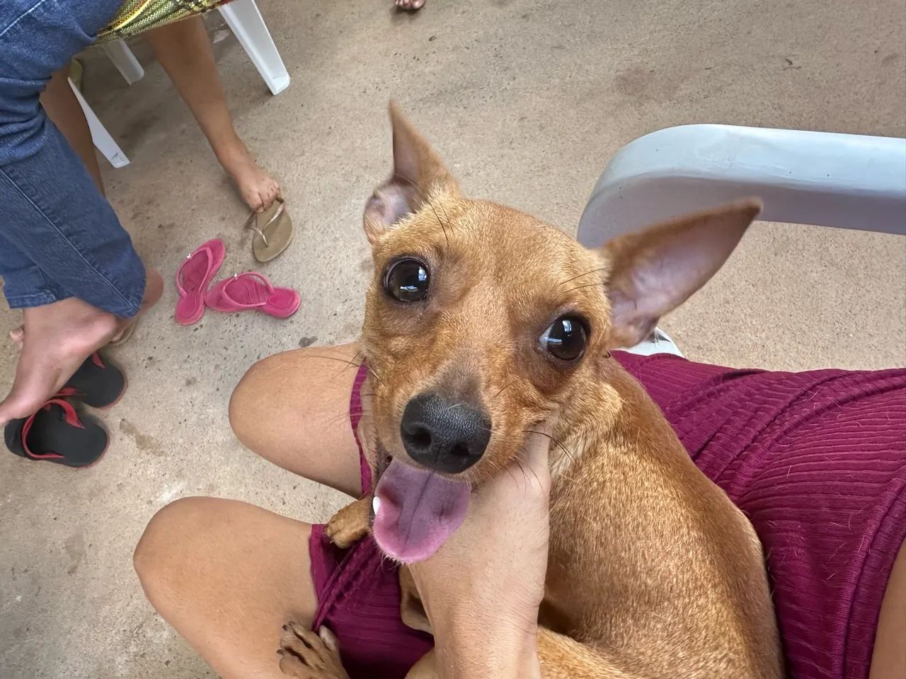 Pinscher  - Foto 2