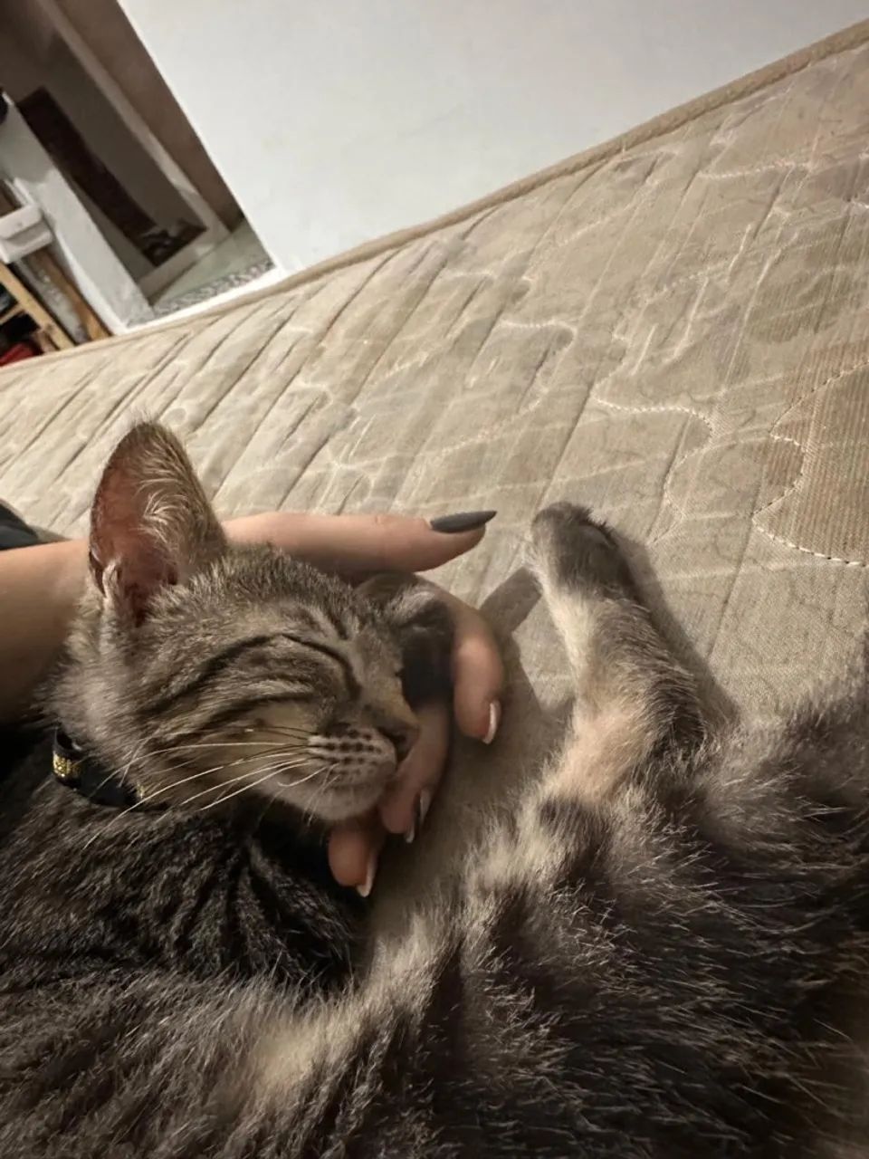 Gatinho filhote  - Foto 4