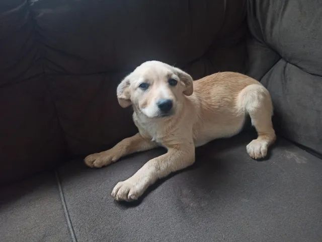 Doação de cachorros  - Foto 3