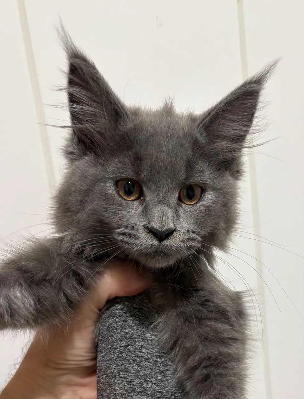 Gato Maine Coon Filhotes Linhagem Gigante ,Reserva e Pronta Entrega . O melhor do brasil  - Foto 4