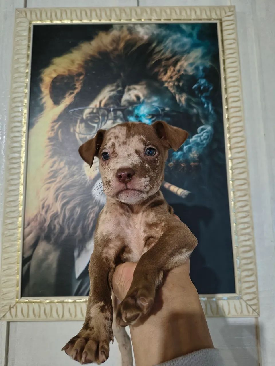 Pitbull x American Bully 