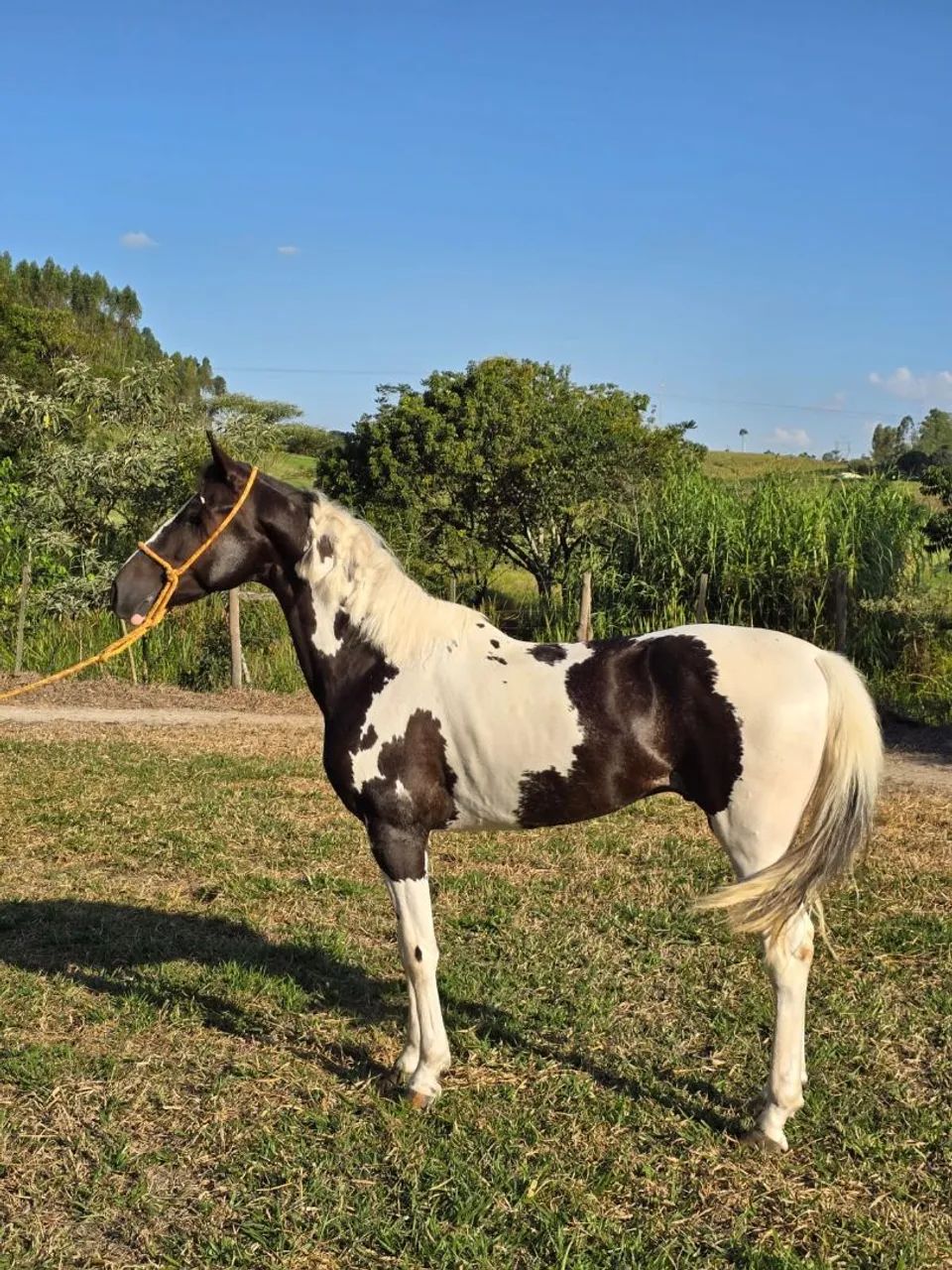 Cavalo Mangalarga Pampa  - Foto 6