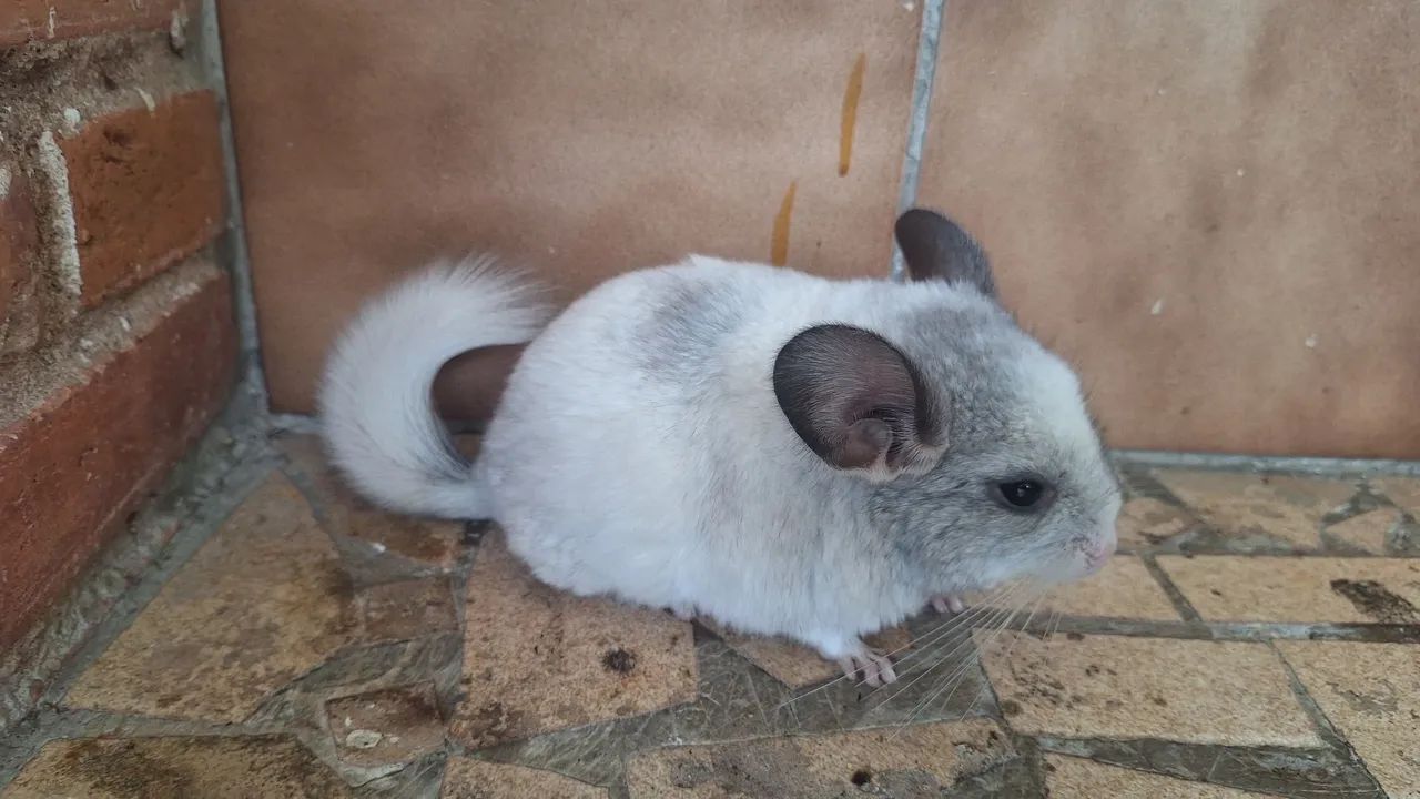 Chinchila  - Foto 3
