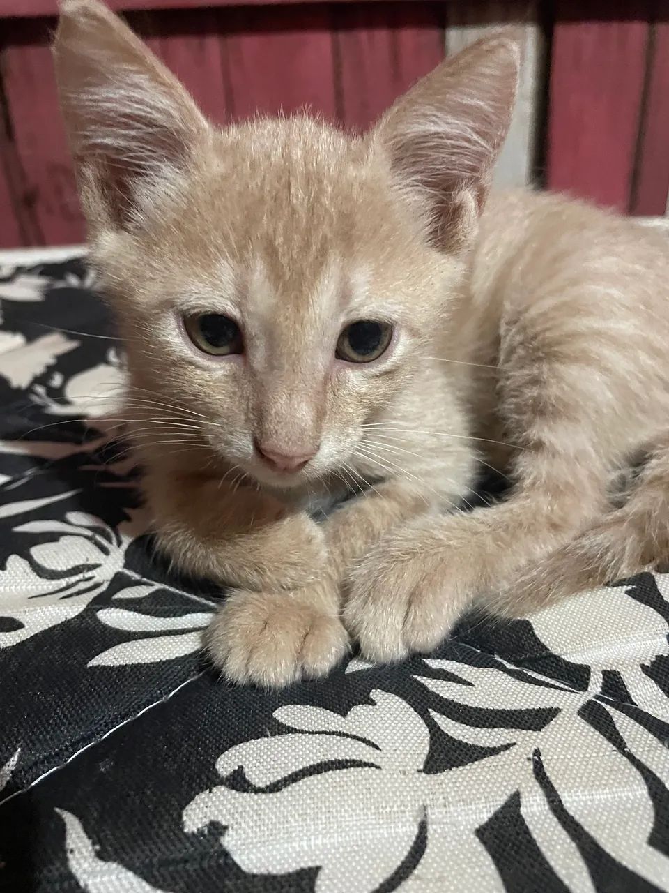Gatinho  - Foto 2