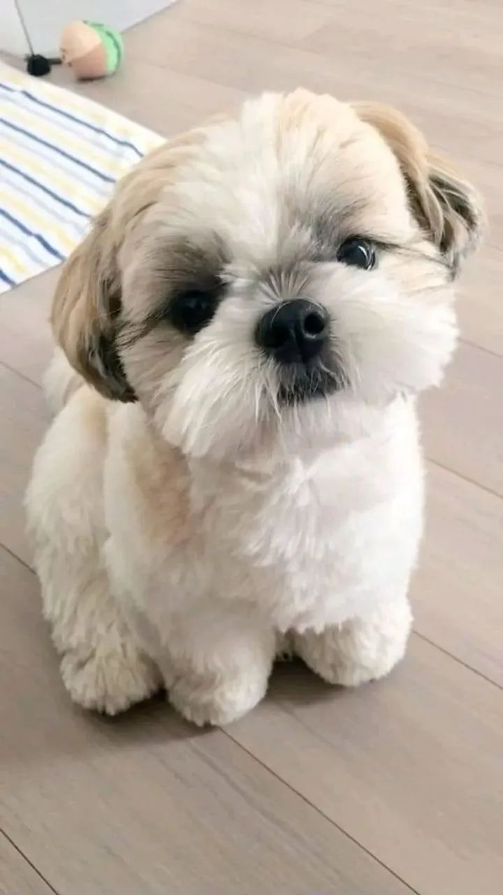 SHIH-TZU MICRO - FILHOTES DISPONÍVEIS - Foto 2