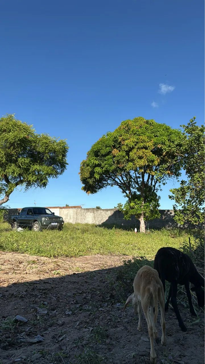 Granja no pium  - Foto 4