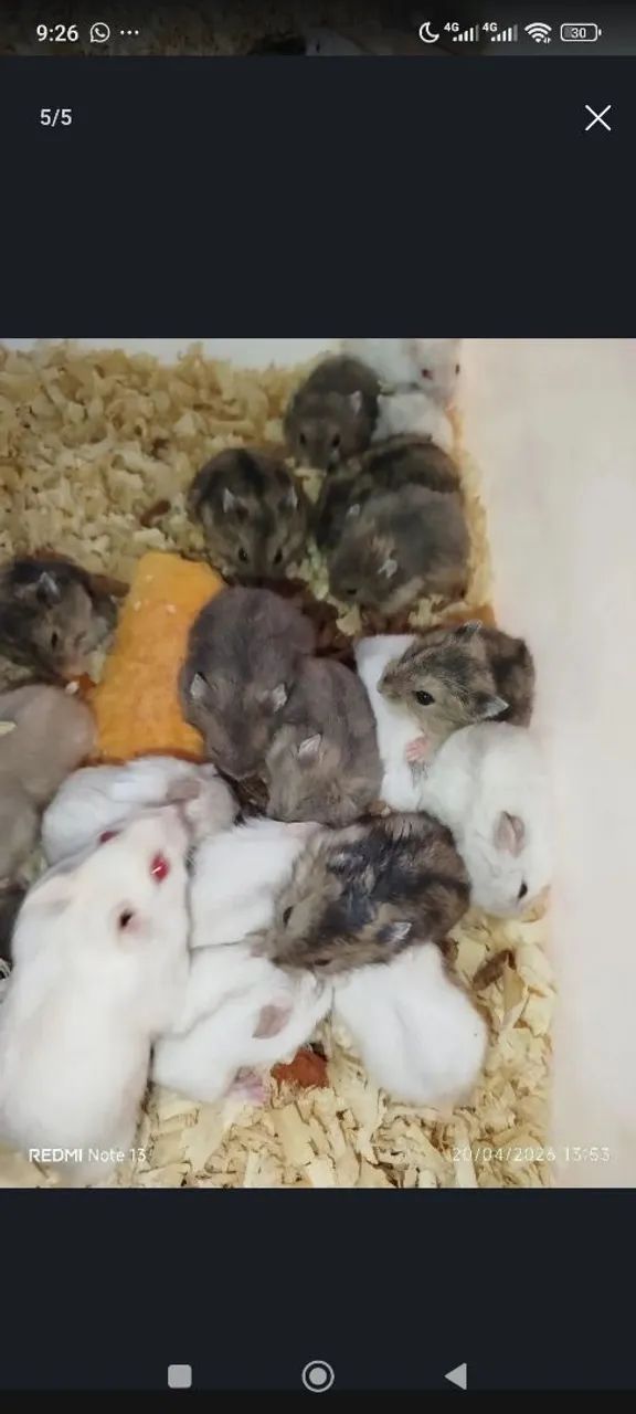Hamster anão russo revenda  - Foto 3