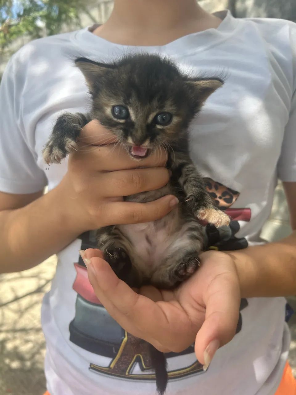 Gatinhas para doação  - Foto 3