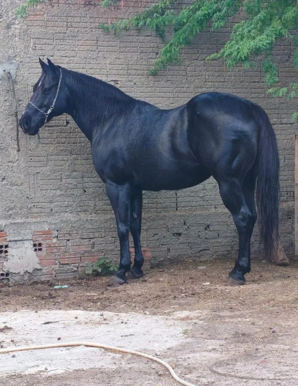 Cavalo QM *86 - Foto 3