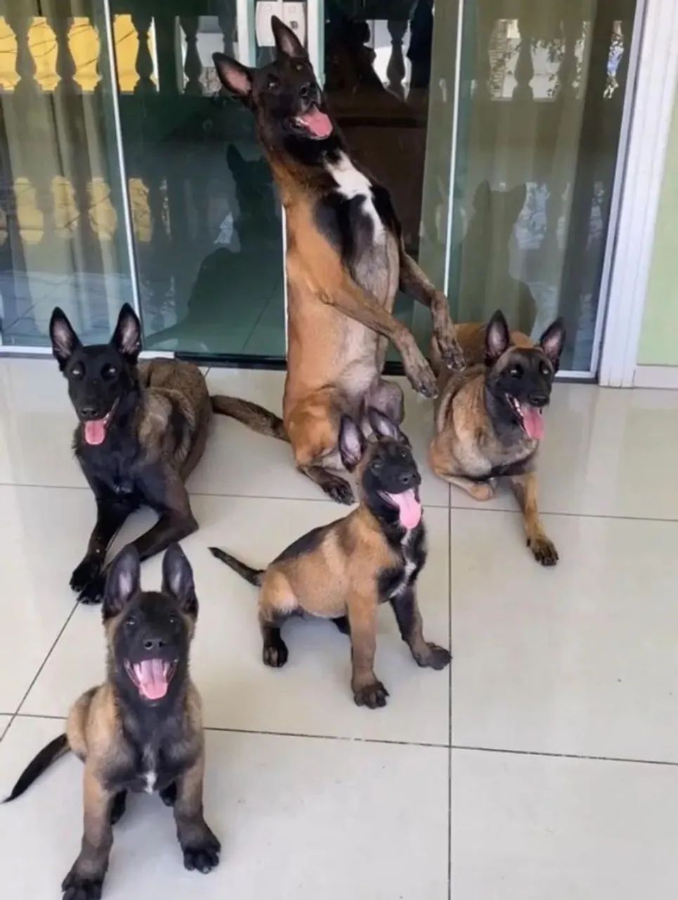 Vendo Filhotes Pastor Belga Malinois  - Foto 3