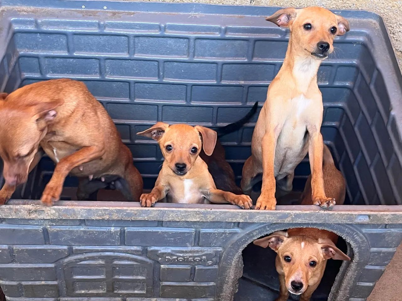 Pinscher  - Foto 3