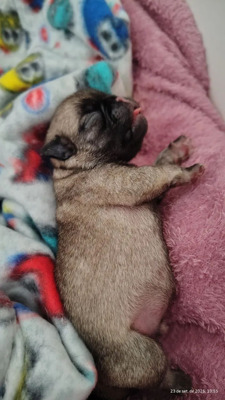 Pugs - Foto 5