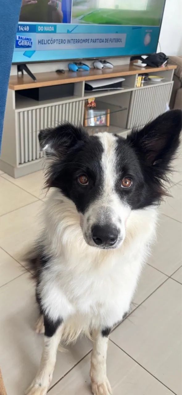 Procura-se namorada para border collie!