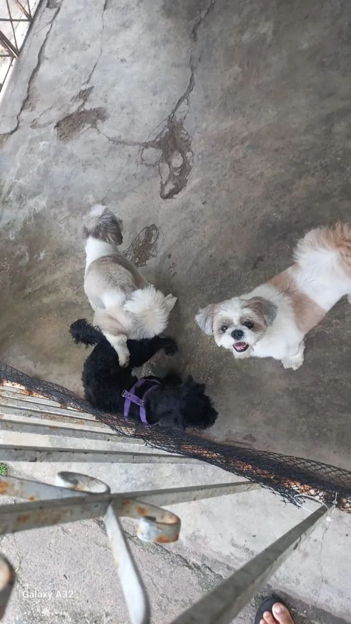 Filhote de cachorro - Foto 4