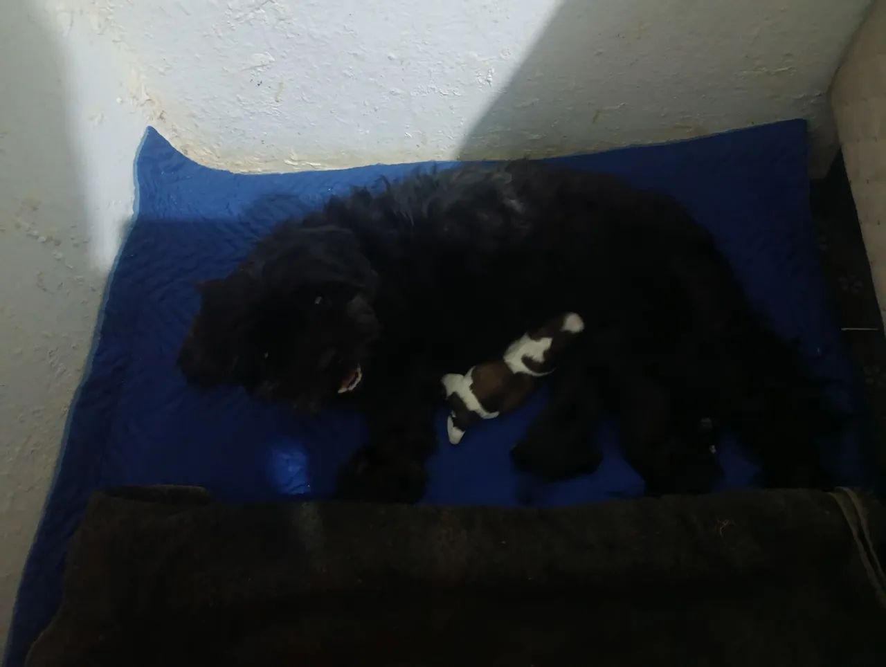 Filhote de cachorro - Foto 3