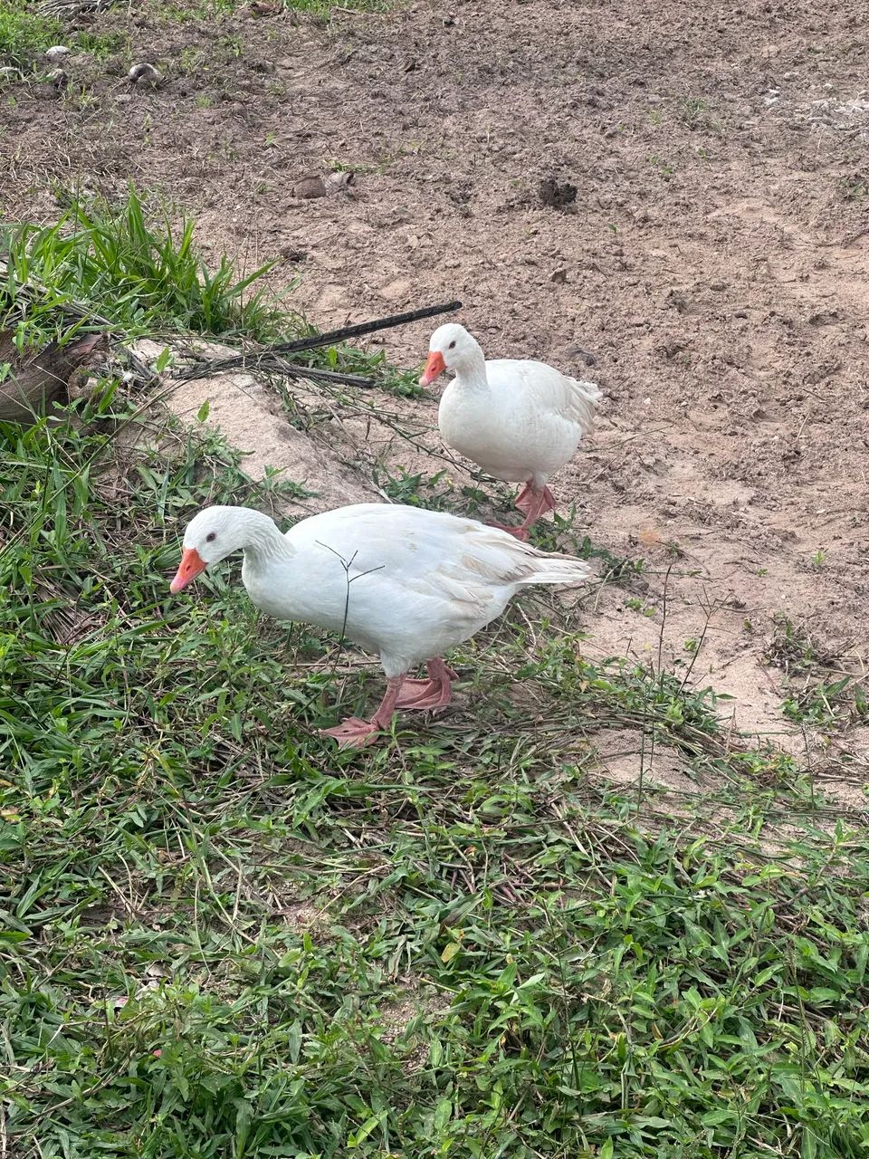 Casal de ganso  - Foto 2