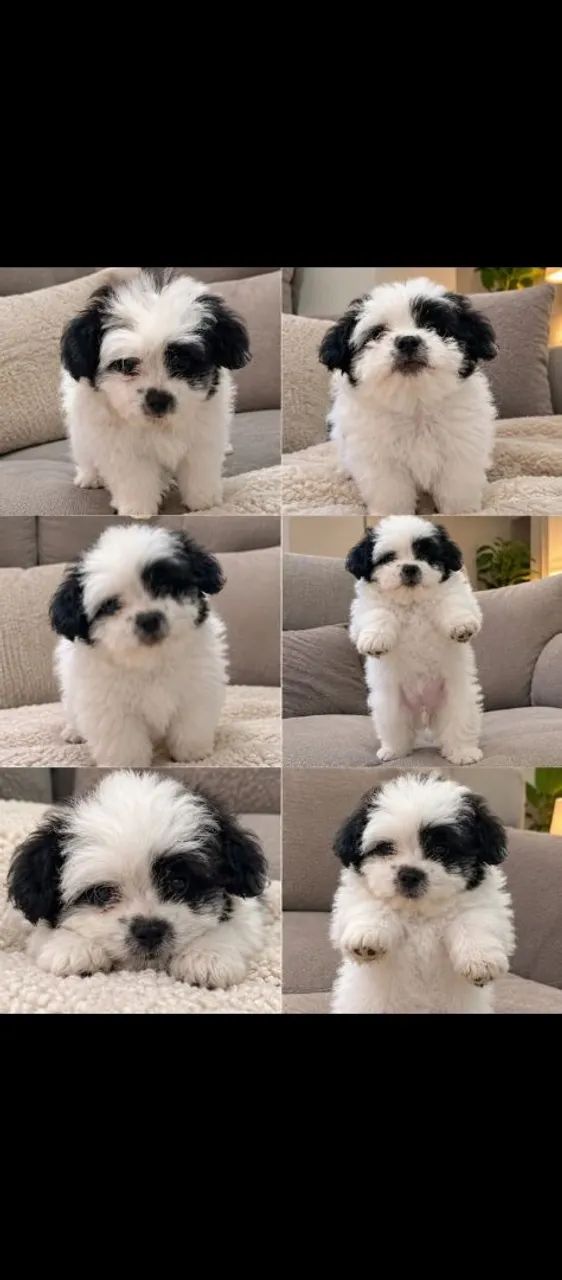 Shitzu macho 2 meses