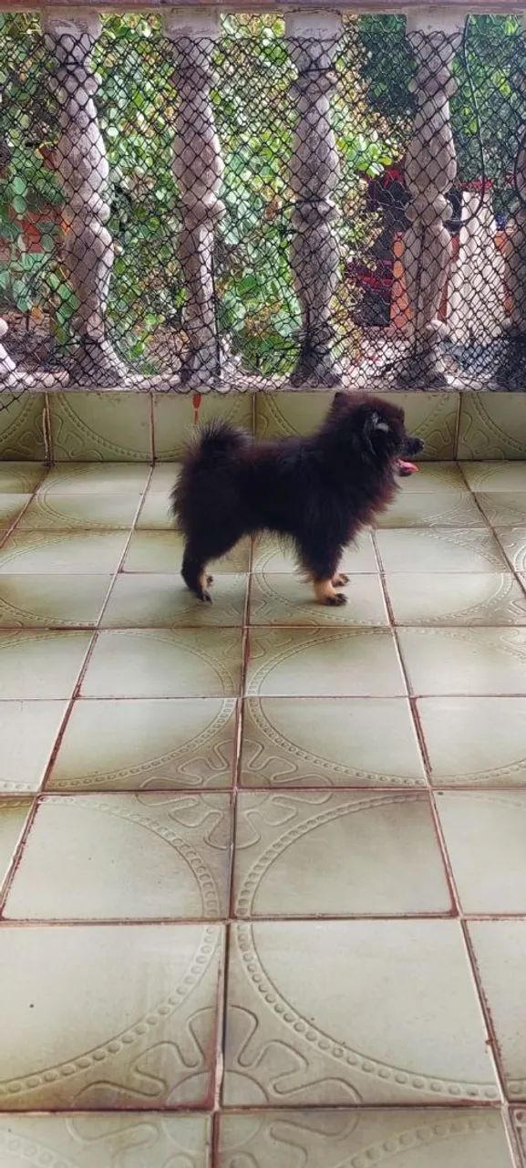 Spitz alemão  - Foto 4