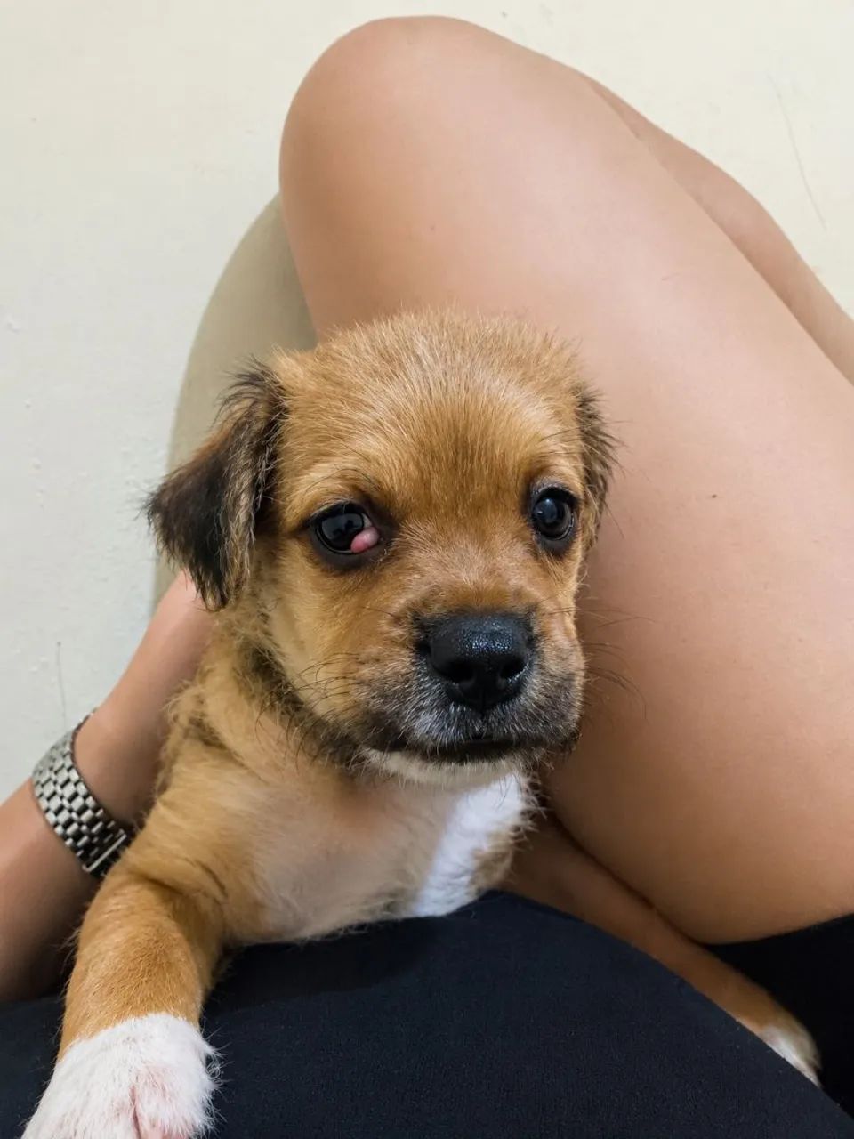 Adoção cachorrinho