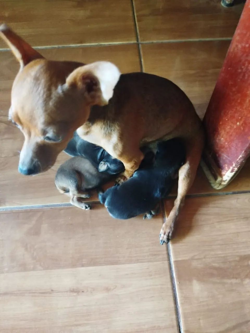 Pinscher 1 disponível