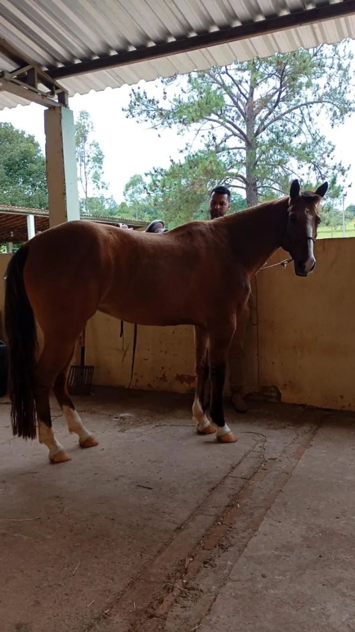 Égua  - Foto 4