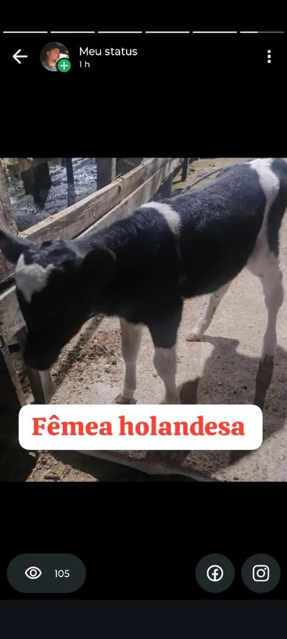 Bezerras holandesas 