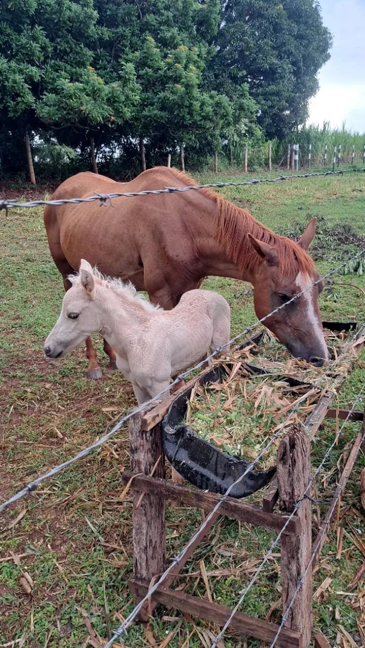 Égua com Potrinha  - Foto 3