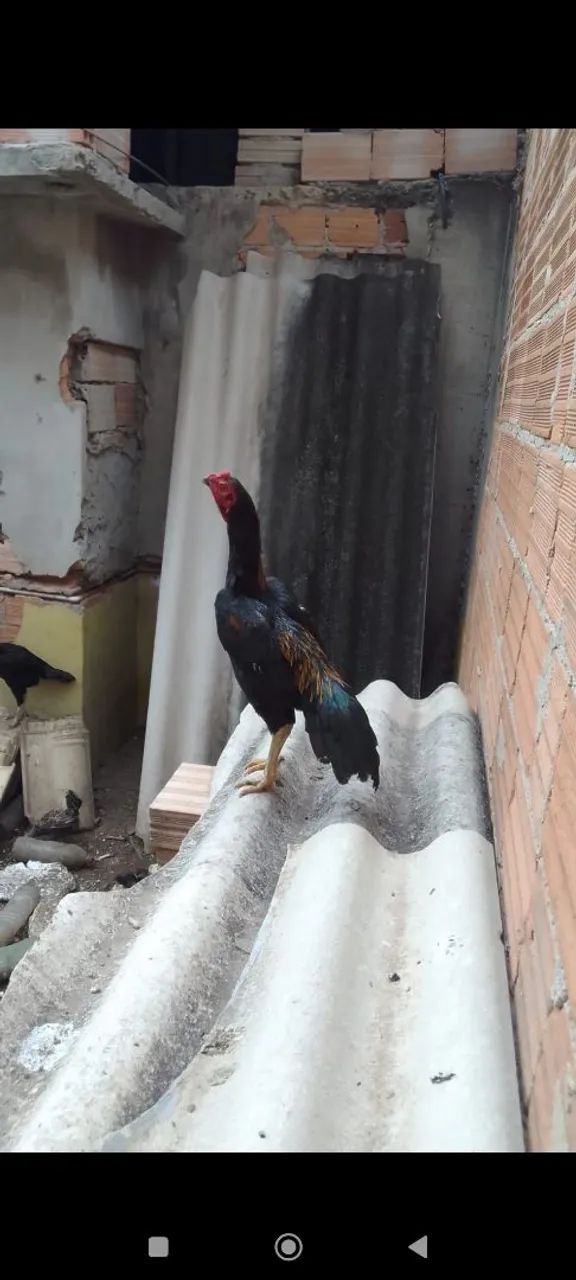 Galo índio  - Foto 5