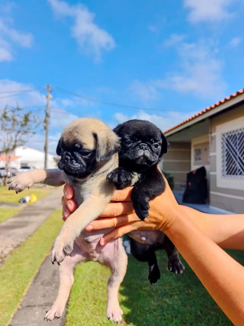 Lindo filhotes de pug  - Foto 2