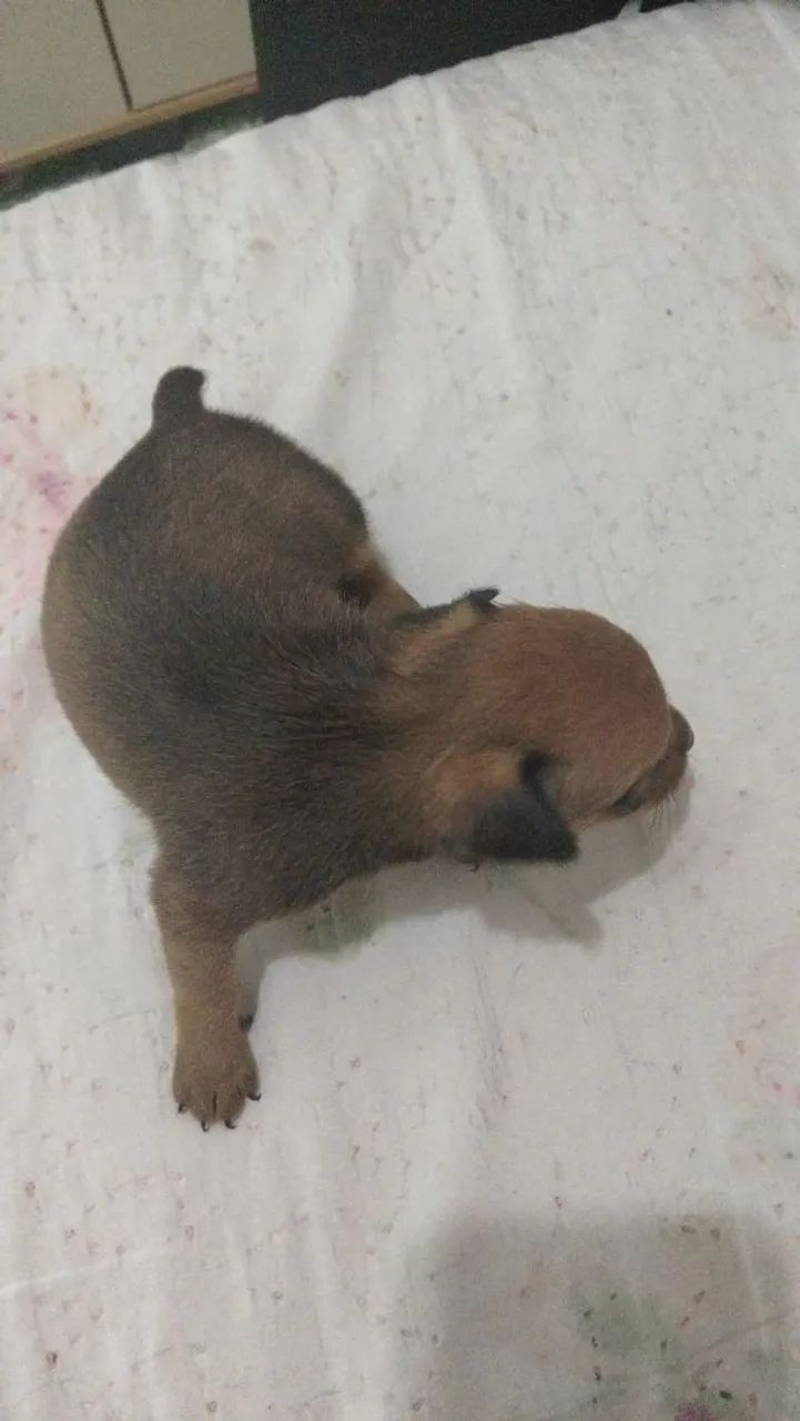 Pinscher 0 com 1 - Foto 2