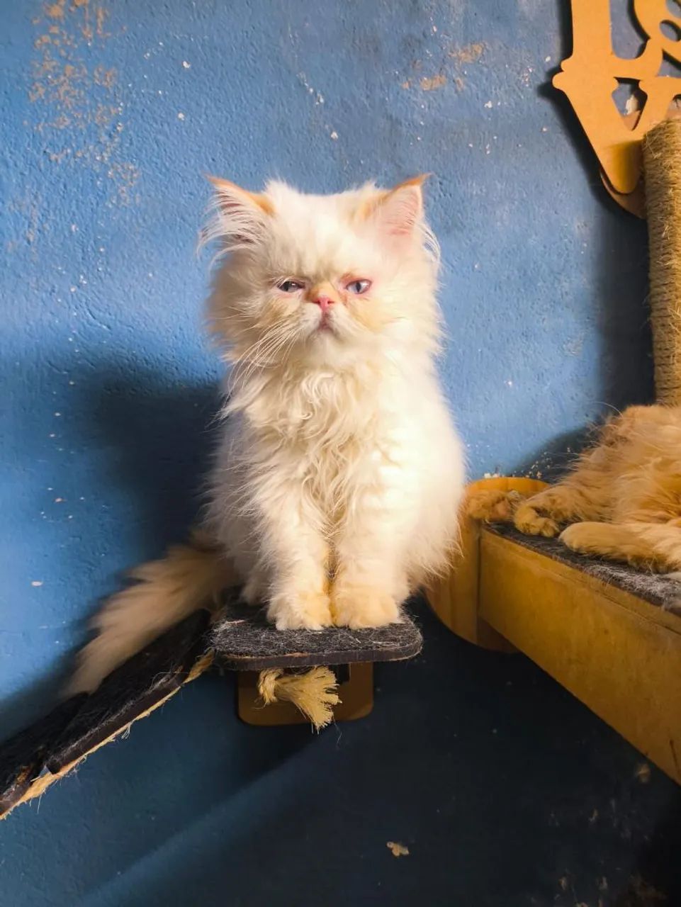 Filhotes persas  - Foto 3