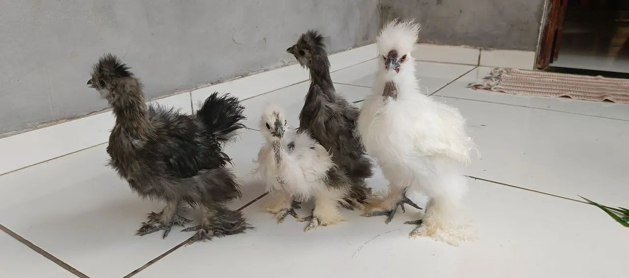 Sedosa - Foto 2